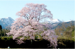 向野の桜