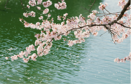 桜ヶ池周辺の桜