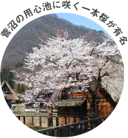 菅沼の用心池に咲く一本桜が有名