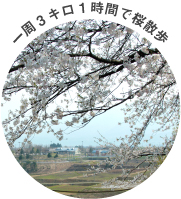 一周3キロ1時間で桜散歩