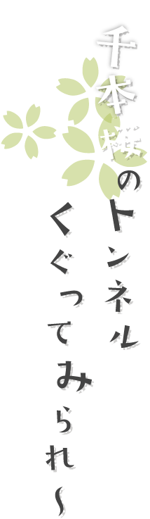 千本桜のトンネルくぐってみられ〜