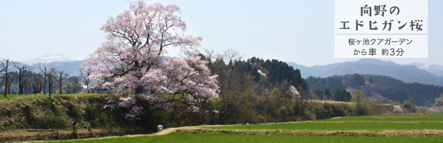 向野のエドヒガン桜 桜ヶ池クアガーデンから車約3分