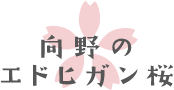 向野のエドヒガン桜
