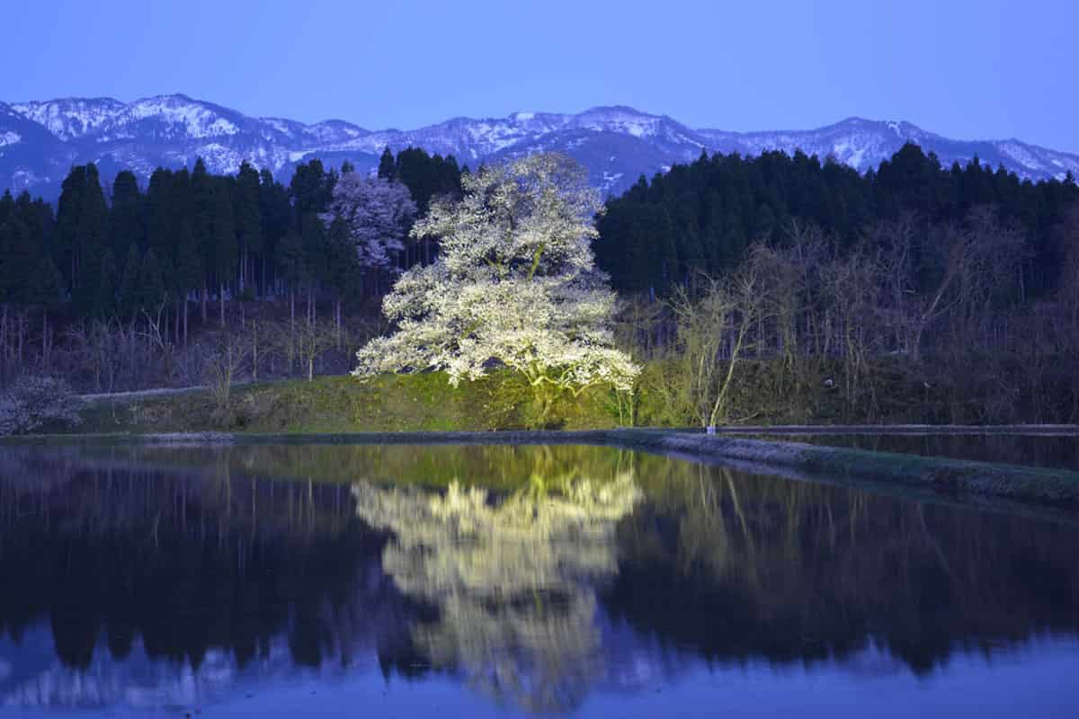 向野のエドヒガン桜の夜桜