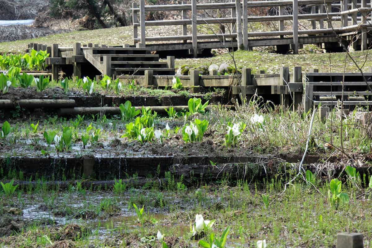 桜ヶ池の水芭蕉