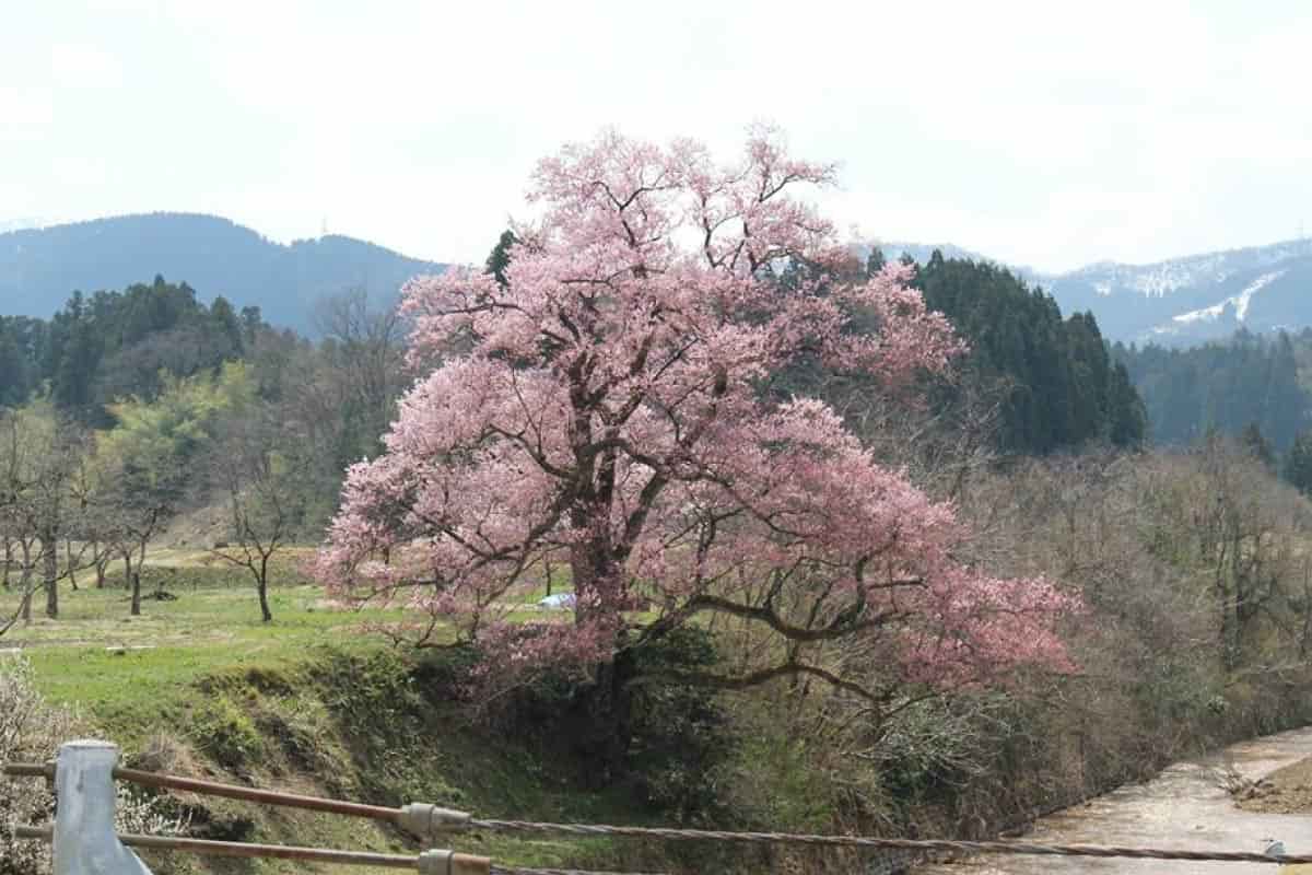 向野のエドヒガン桜