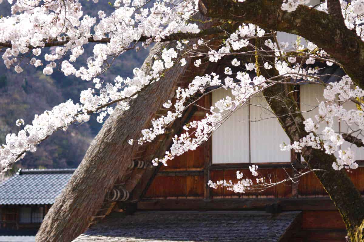 五箇山・菅沼の桜
