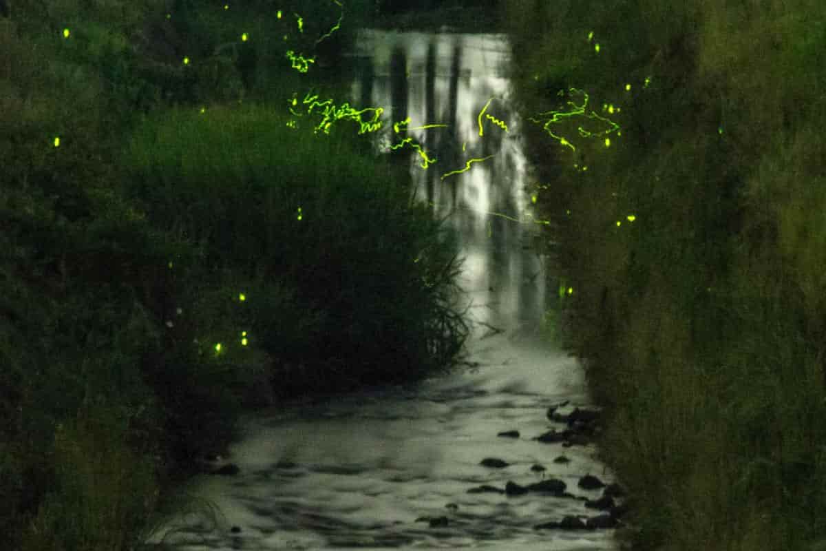 だまし川の蛍