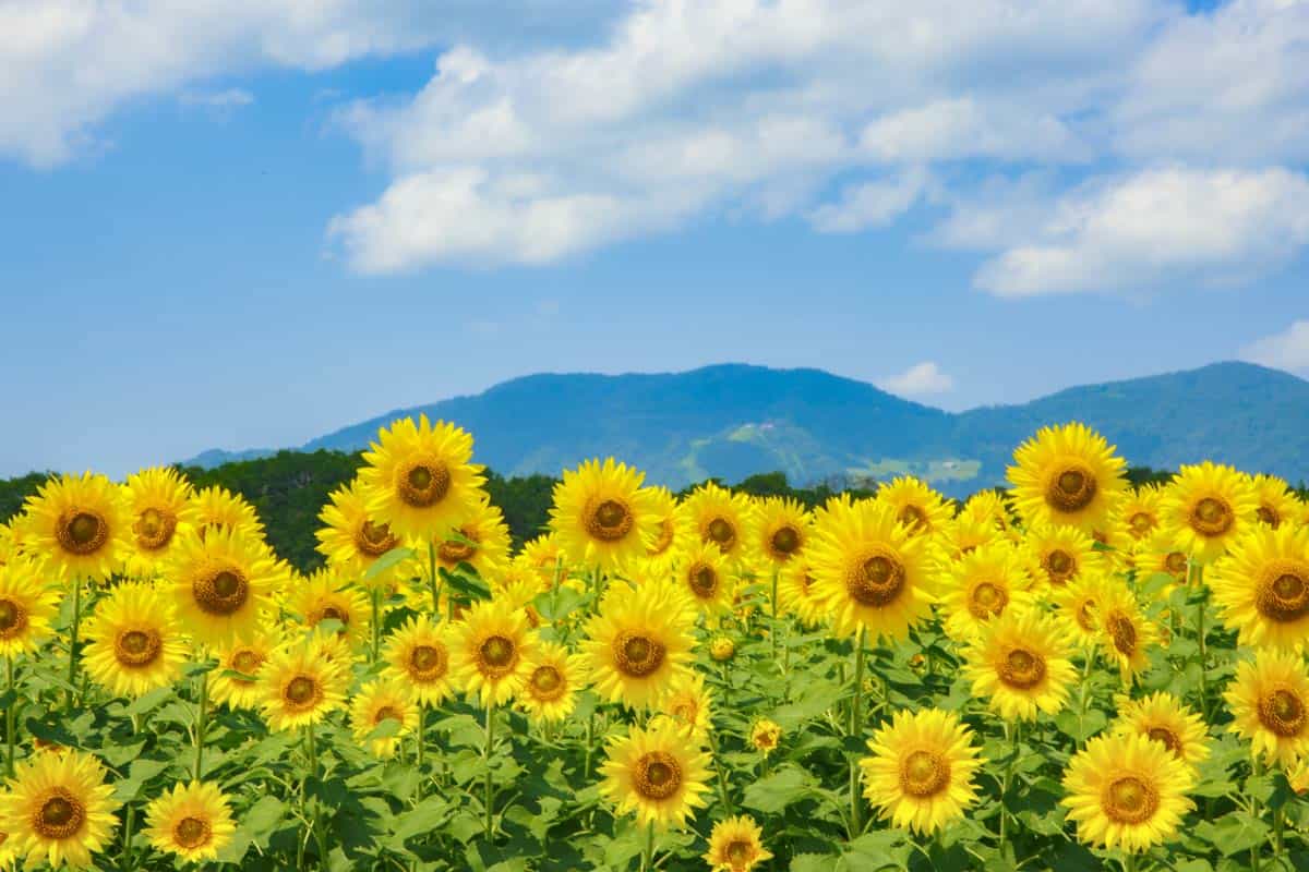 ひまわり畑