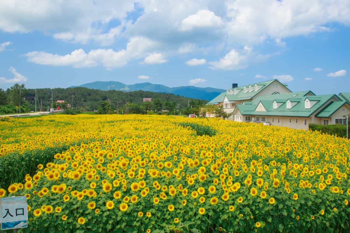ひまわり畑と桜ヶ池クアガーデン