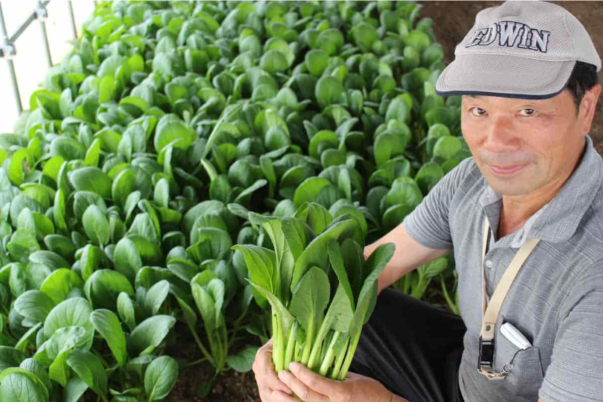 小松菜の中嶋さん